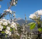 La fioritura a Lagundo