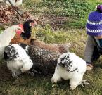 Dar da mangiare alle galline