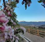 Lo splendore della fioritura