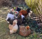 Il nostro zoo degli animali da accarezzare