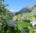 Fioritura in primavera presso Lagundo