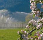 Frühling in Algund