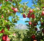 Obstwiesen in Algund