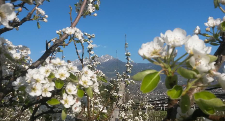 Prezzi per i nostri appartamenti per le vacanze nel Fröhlichhof