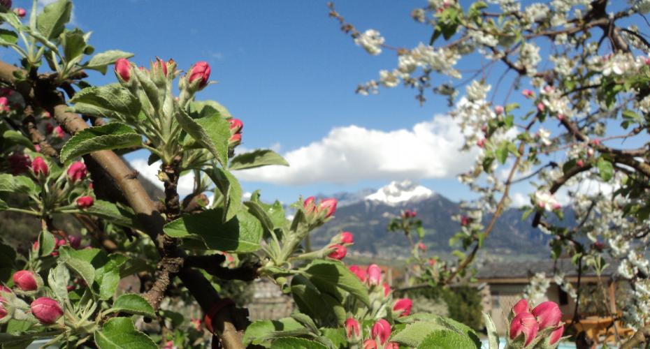 Lage und Anreise zum Fröhlichhof in Algund bei Meran