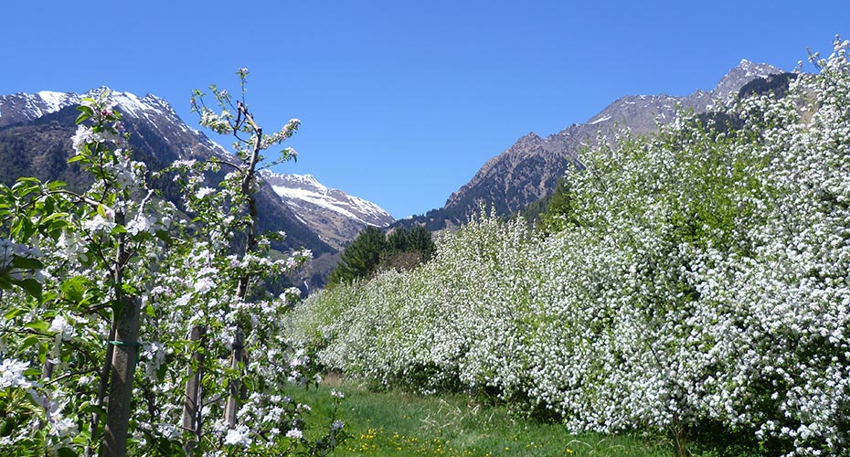 Frühlingsblüte bei Algund