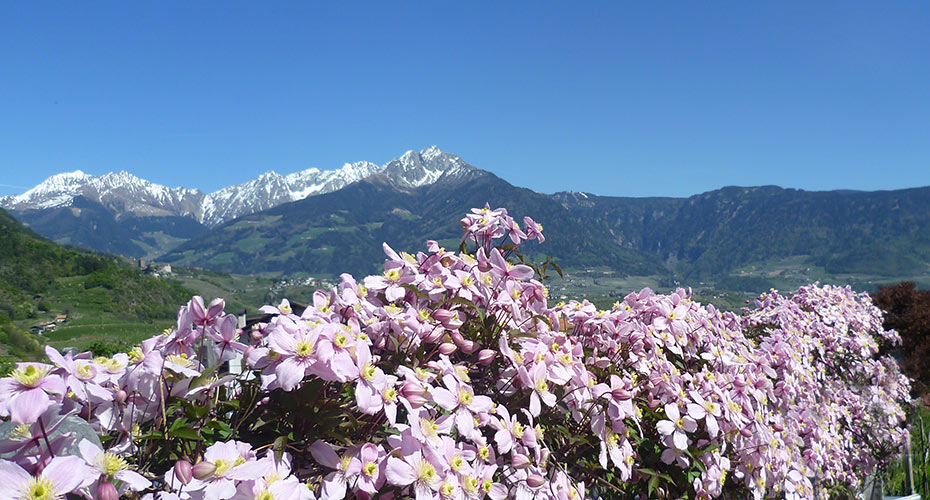 Ausblick vom Fröhlichhof auf Ifinger und Hirzer