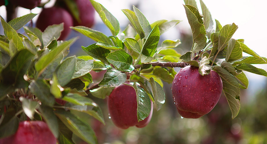 Obst-Bauernhof 