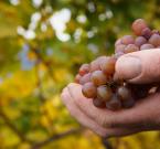 Weinlese im Herbst